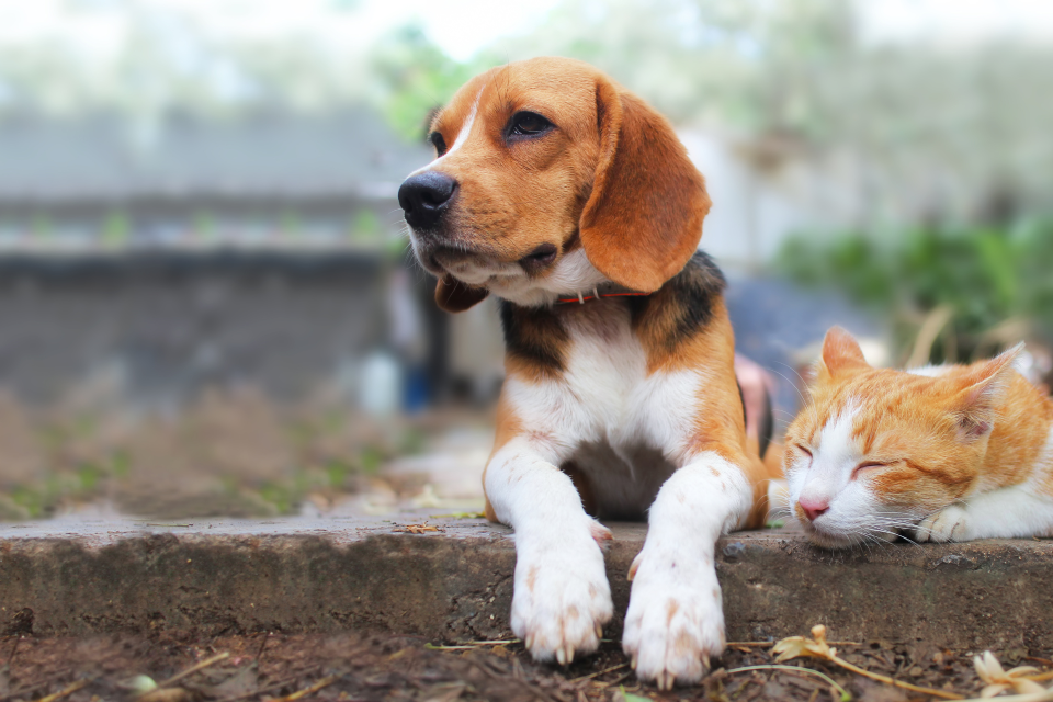 cat and beagle