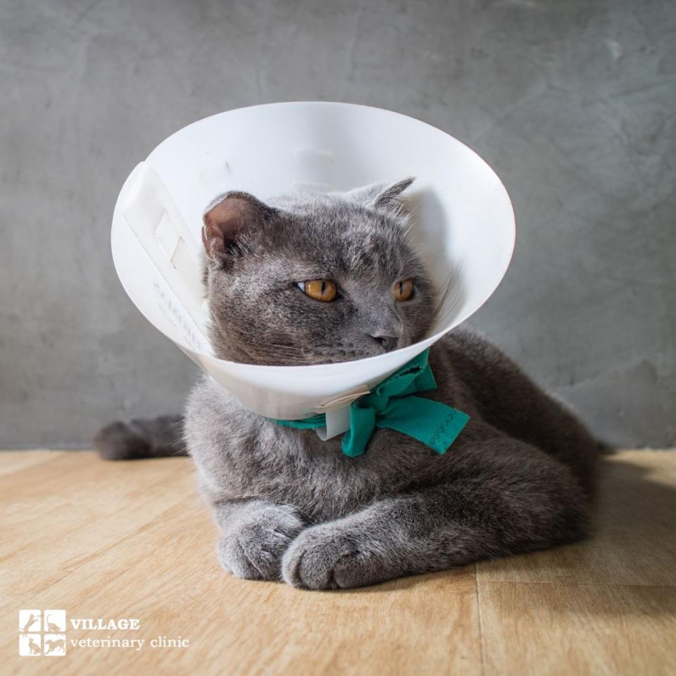 Cat in E-collar after spay/neuter at Village Veterinary Clinic, Athens, AL