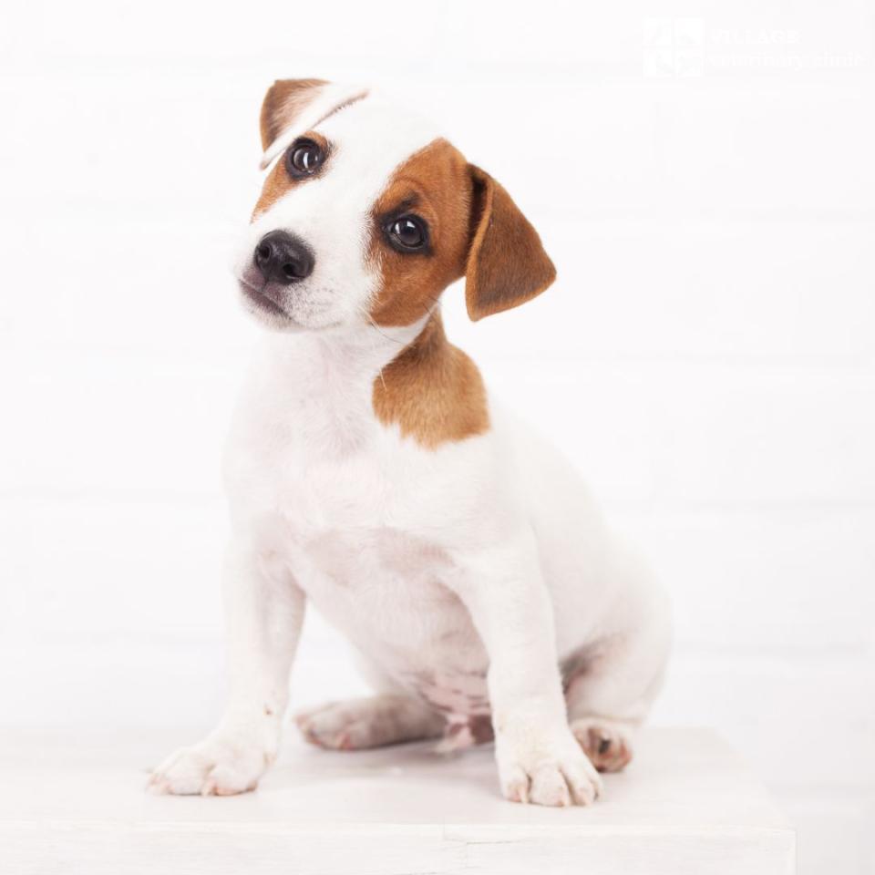 Jack Russel Terrier Puppy ready for his first puppy exam at Village Veterinary Clinic, Athens, AL
